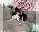 Gigi - Female Chihuahua Puppy for Sale - Photo #6