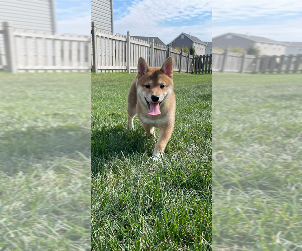 Medium Photo #1 Shiba Inu Puppy For Sale in WENTZVILLE, MO, USA