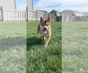 Shiba Inu Puppy for sale in WENTZVILLE, MO, USA