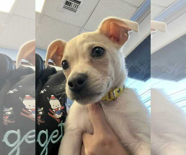 Medium Photo #2 Mutt Puppy For Sale in Cliffwood, NJ, USA