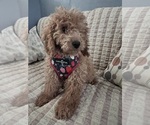 Small Photo #12 Goldendoodle (Miniature) Puppy For Sale in DURHAM, CT, USA