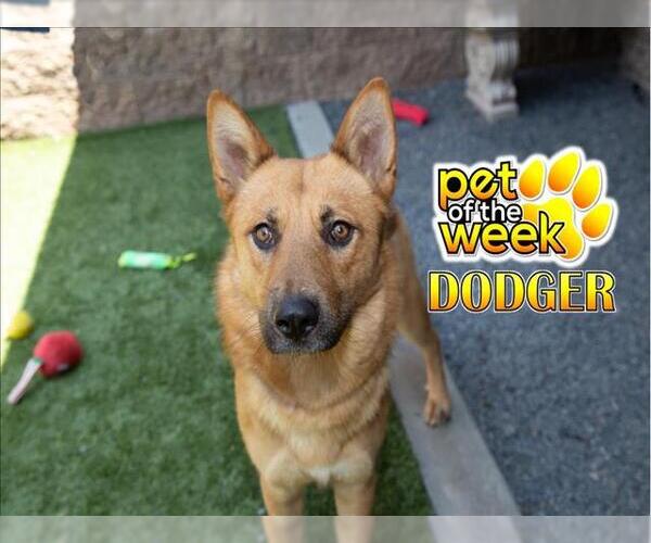 Medium Photo #3 German Shepherd Dog-Unknown Mix Puppy For Sale in Moreno Valley, CA, USA