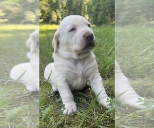 Labrador Retriever Puppy for Sale in BOYCE, Virginia USA