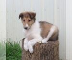 Small #5 Collie
