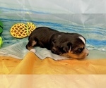 Small #12 Morkie