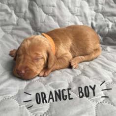 Vizsla Puppy for sale in SANDIA, TX, USA