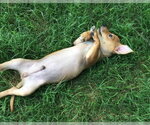 Small #33 Chiweenie