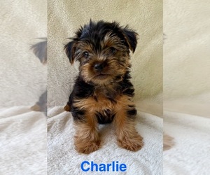 Yorkshire Terrier Puppy for sale in FAIR HAVEN, MI, USA