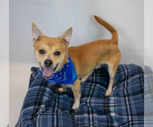 Medium Photo #6 Mutt Puppy For Sale in Kennesaw, GA, USA