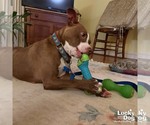 Small #1 Labrador Retriever Mix