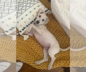 Labrador Retriever-Unknown Mix Dogs for adoption in San Diego, CA, USA