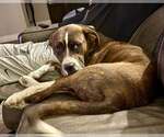 Small #5 American Staffordshire Terrier-Boxer Mix