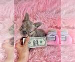 Small #20 French Bulldog