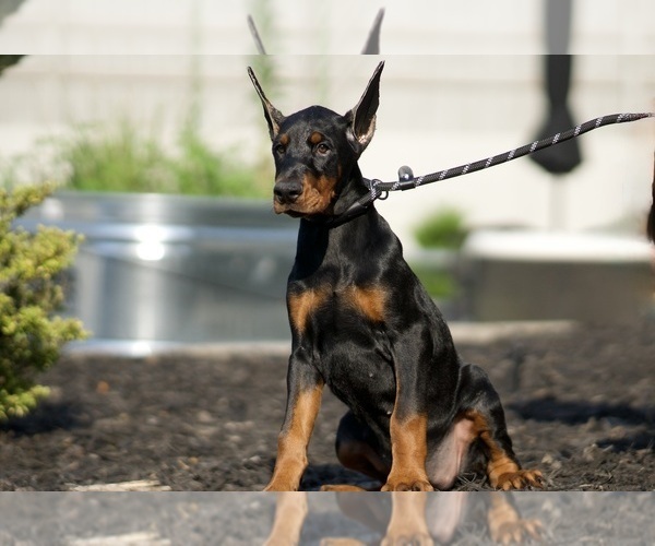 Medium Photo #35 Doberman Pinscher Puppy For Sale in WARSAW, IN, USA