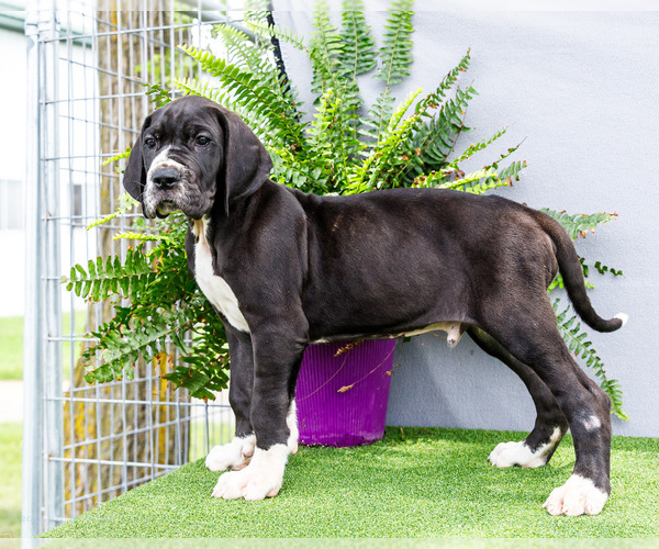Medium Photo #9 Great Dane Puppy For Sale in WAKARUSA, IN, USA