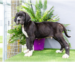 Small #8 Great Dane