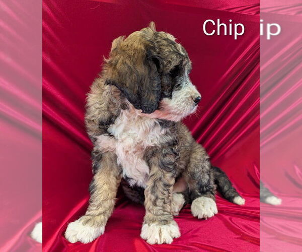 Medium Photo #12 Bernedoodle Puppy For Sale in CANON CITY, CO, USA