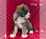 Small Photo #12 Bernedoodle Puppy For Sale in CANON CITY, CO, USA