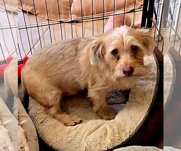 Medium Photo #5 Cairn Terrier Puppy For Sale in Fallbrook, CA, USA