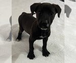 Small Photo #1 Labrador Retriever-Unknown Mix Puppy For Sale in Glenwood, GA, USA