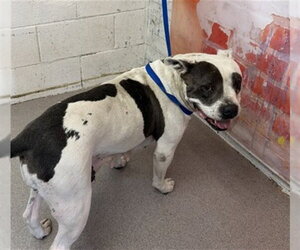Mutt Dogs for adoption in San Bernardino, CA, USA