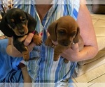 Small #3 Dachshund