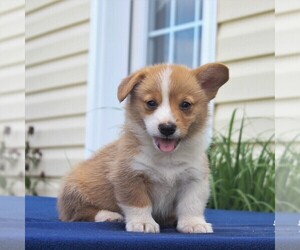 Pembroke Welsh Corgi Puppy for sale in HONEY BROOK, PA, USA