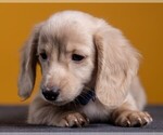 Small Photo #60 Dachshund Puppy For Sale in CROWLEY, TX, USA