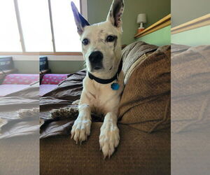 Mrs. Moose - Female Mutt Dog for Adoption - Photo #10