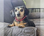 Small #5 Dachshund