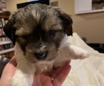 Small Photo #1 Shorkie Tzu Puppy For Sale in CHATTAROY, WA, USA