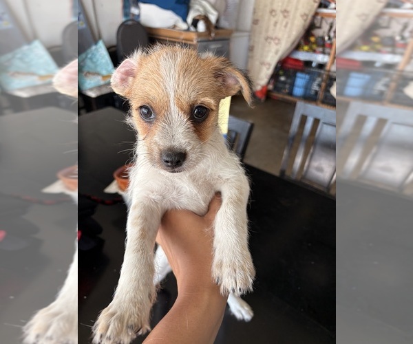 Medium Photo #3 Jack Russell Terrier-Maltipoo Mix Puppy For Sale in ONTARIO, CA, USA