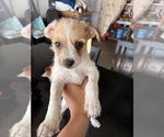 Small #1 Jack Russell Terrier-Maltipoo Mix