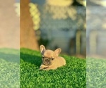 Small #7 French Bulldog