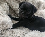 Small Pug