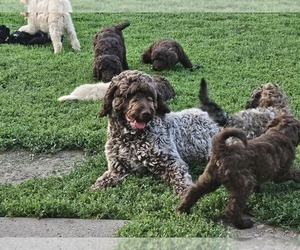 Father of the Springerdoodle puppies born on 04/17/2025