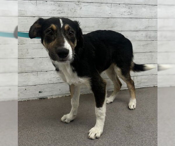 Medium Photo #1 Bernese Mountain Dog-Unknown Mix Puppy For Sale in San Bernardino, CA, USA