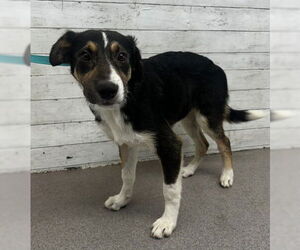Bernese Mountain Dog-Unknown Mix Dogs for adoption in San Bernardino, CA, USA