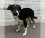 Small Bernese Mountain Dog Mix