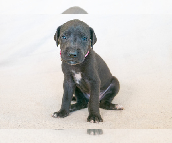 Medium Photo #1 Great Dane Puppy For Sale in KANAB, UT, USA
