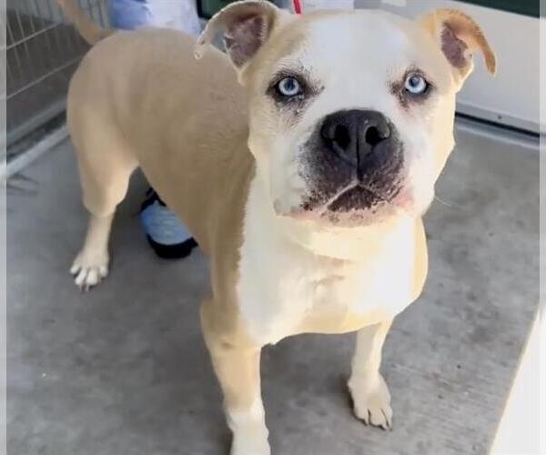 Medium Photo #2 American Pit Bull Terrier Puppy For Sale in Houston, TX, USA