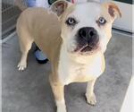 Small #1 American Pit Bull Terrier