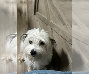 Mother of the Morkie puppies born on 07/09/2025