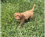 Small #6 Cavalier King Charles Spaniel