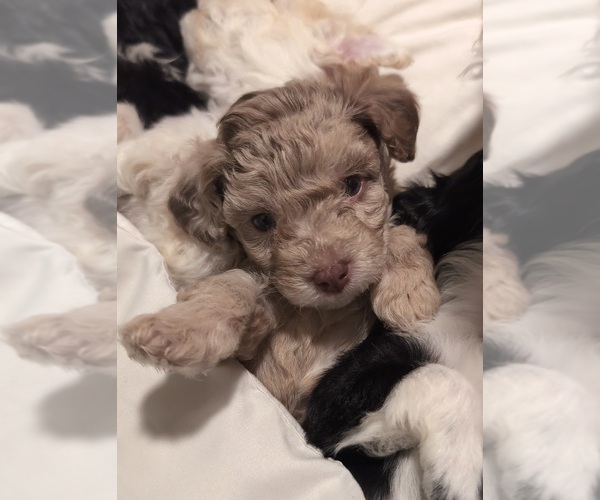 Medium Photo #17 Aussie-Poo Puppy For Sale in CICERO, NY, USA