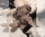 Small Photo #17 Aussie-Poo Puppy For Sale in CICERO, NY, USA