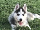 Small Siberian Husky