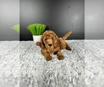Small Photo #4 Goldendoodle (Miniature) Puppy For Sale in GREENWOOD, IN, USA