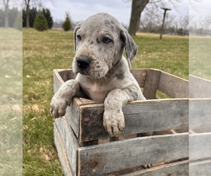 Great Dane Puppy for sale in MIDDLEBURY, IN, USA