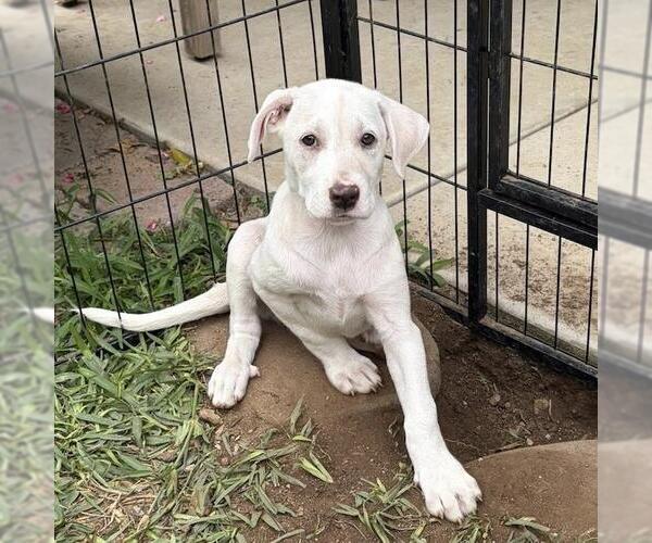 Medium Photo #2 Labrador Retriever-Unknown Mix Puppy For Sale in San Diego, CA, USA
